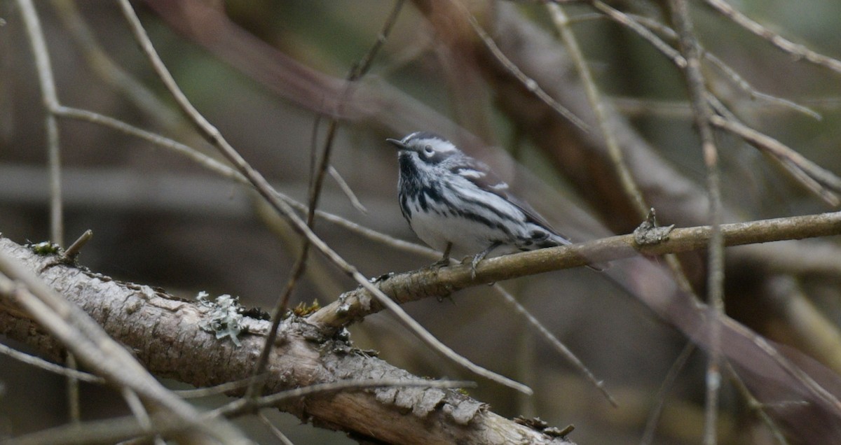 Black-and-white Warbler - ML618451464