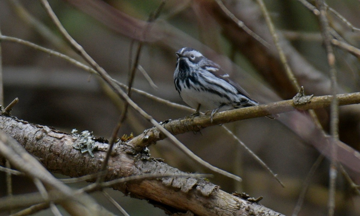 Black-and-white Warbler - ML618451465