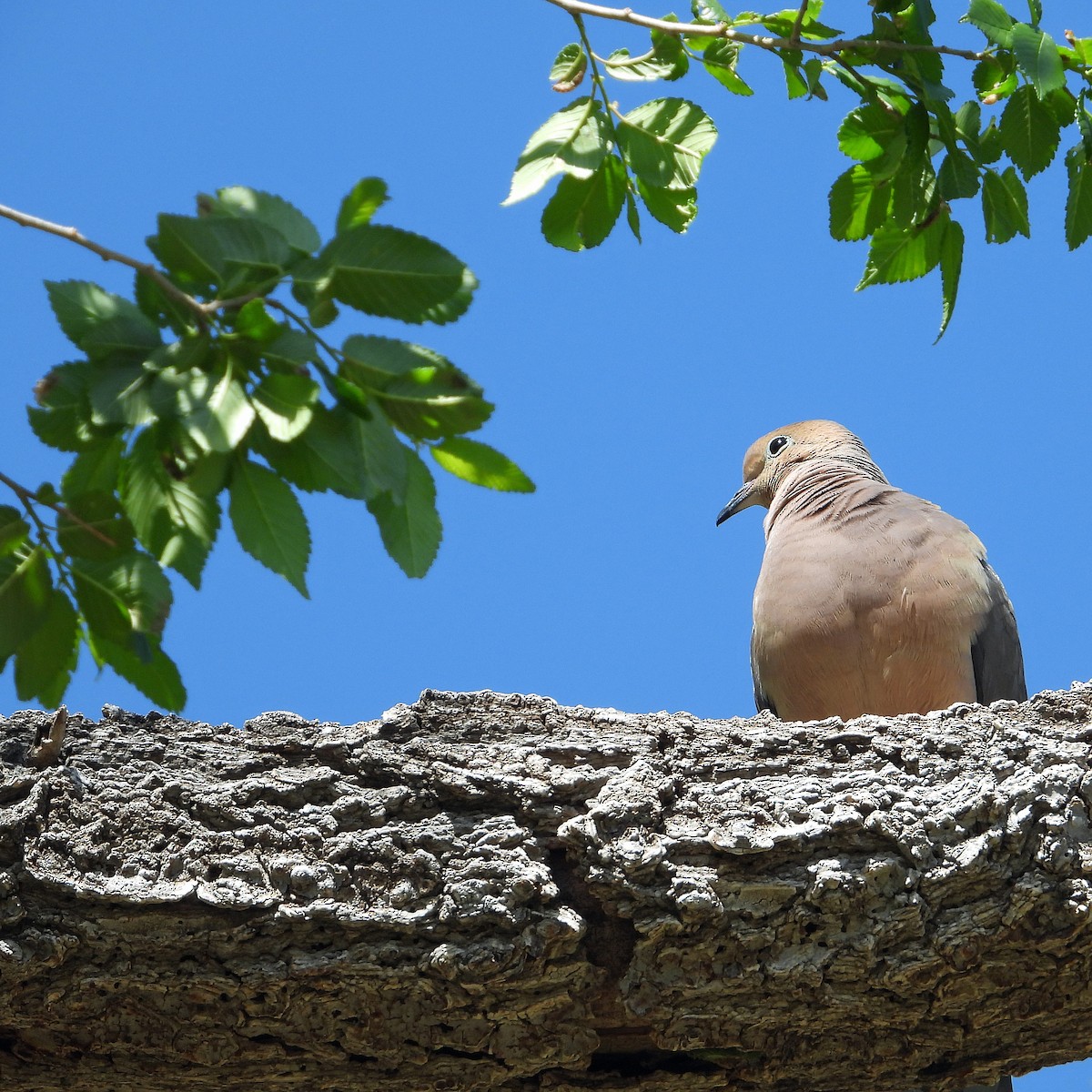 Mourning Dove - Jack Robinson