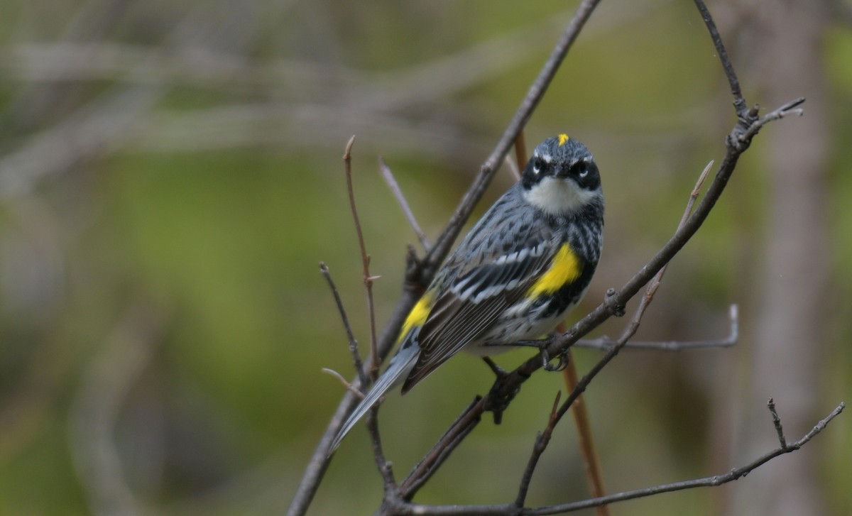 Yellow-rumped Warbler - ML618451481