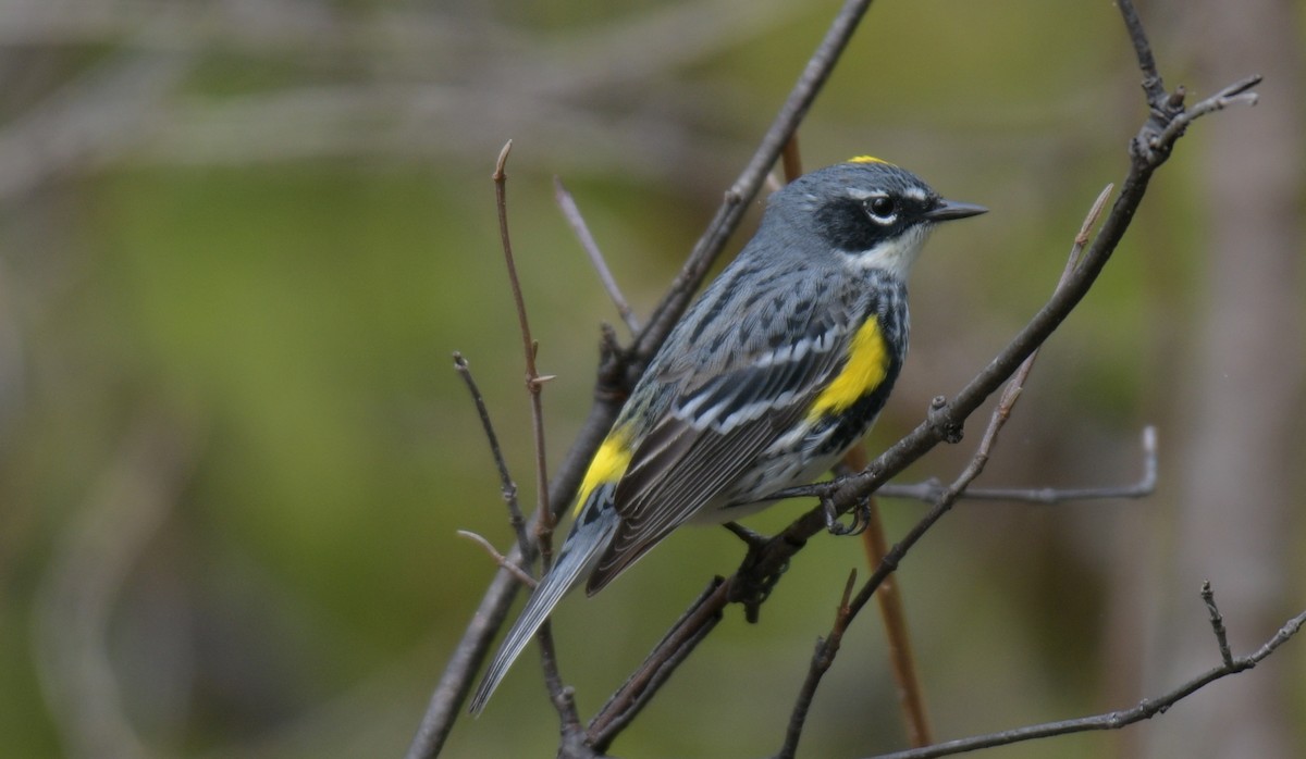 Yellow-rumped Warbler - ML618451482