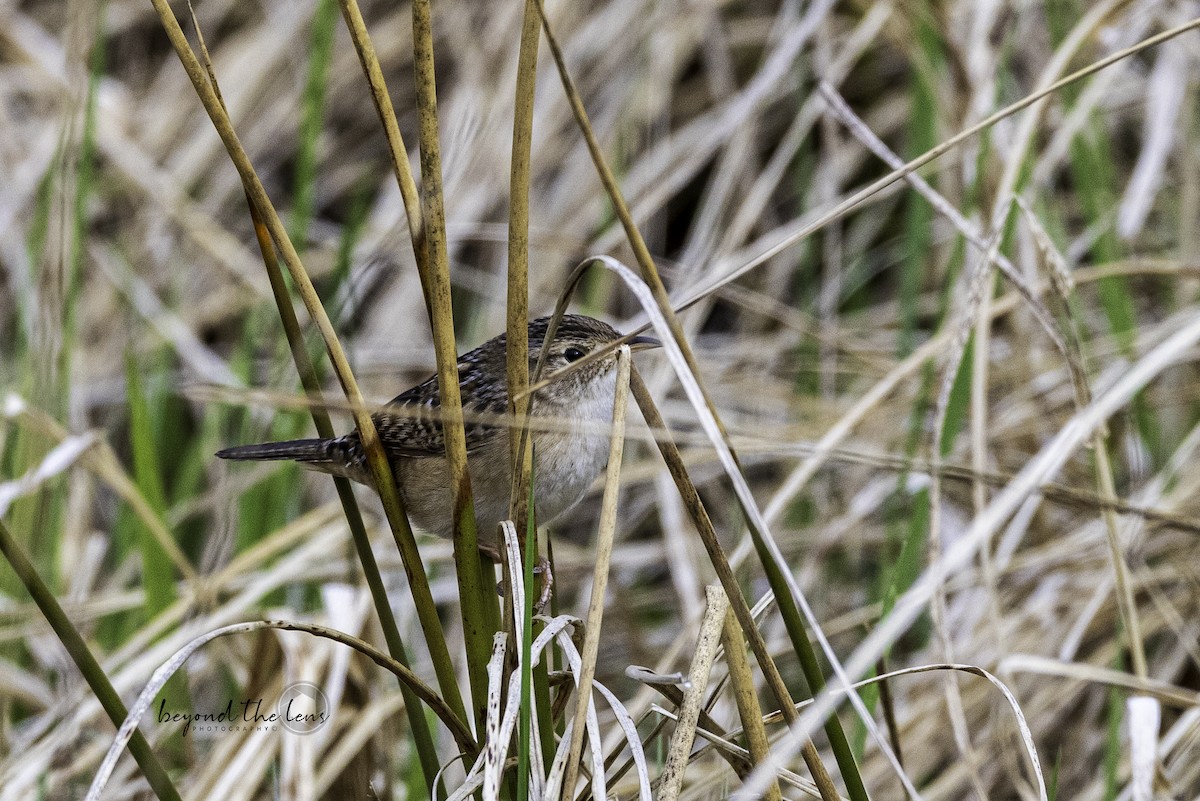 Sedge Wren - ML618451530