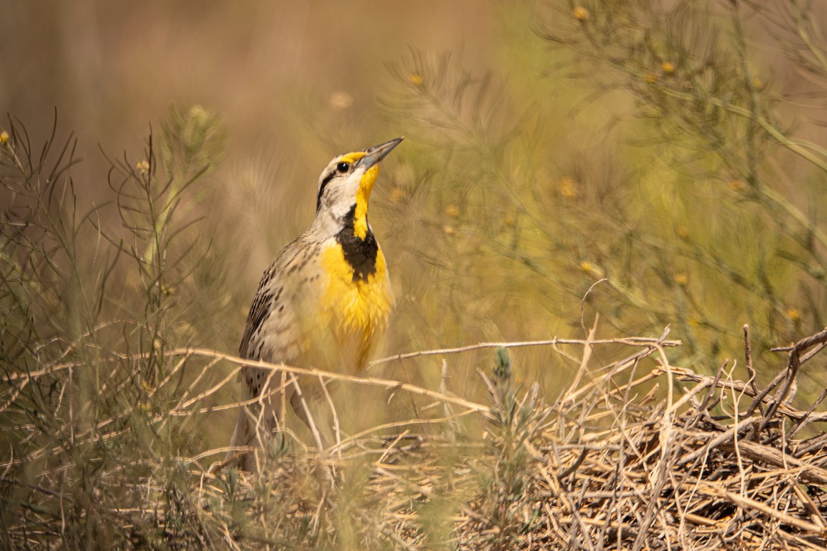 Chihuahuan Meadowlark - ML618451618