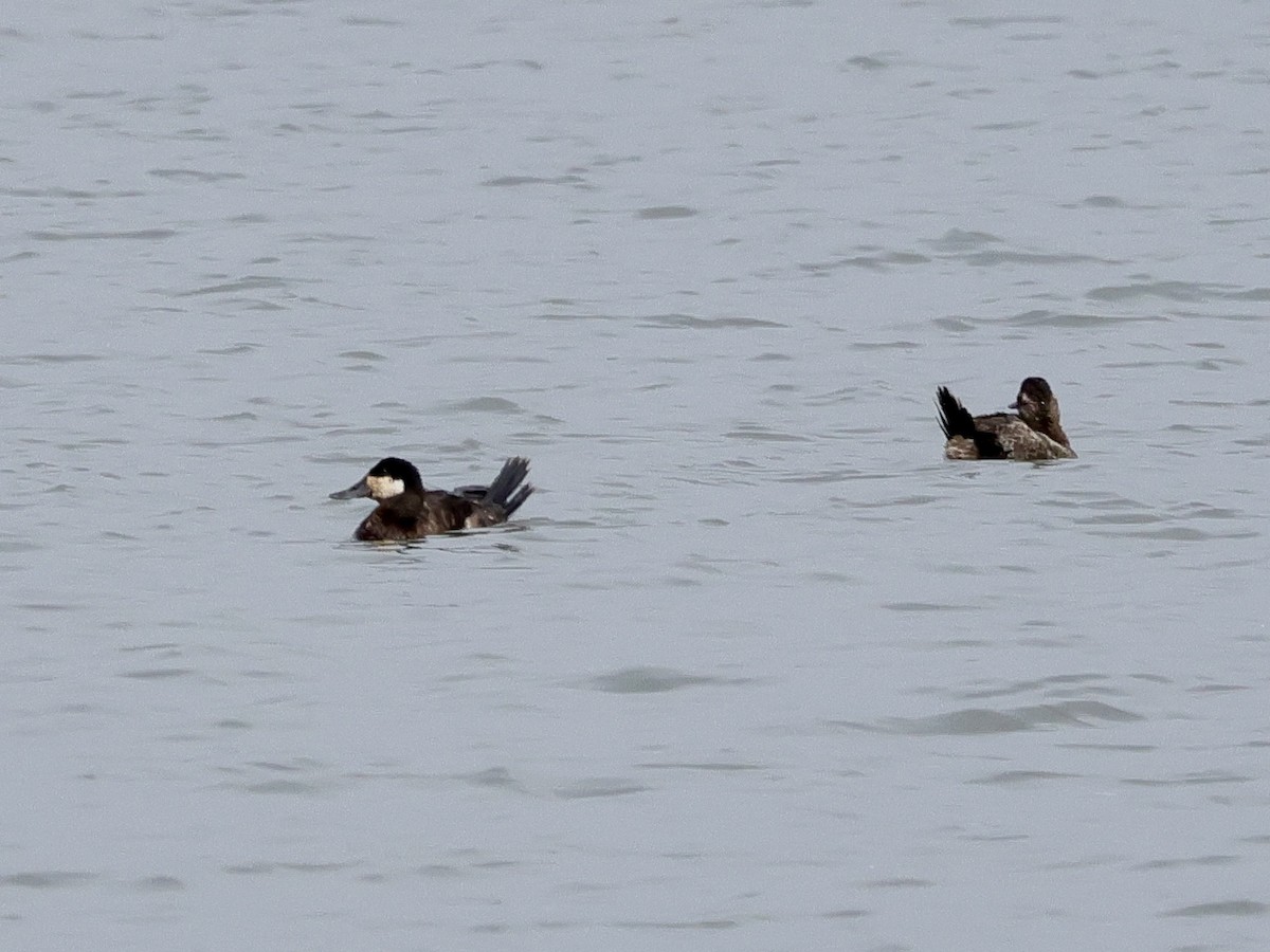 Ruddy Duck - ML618451638