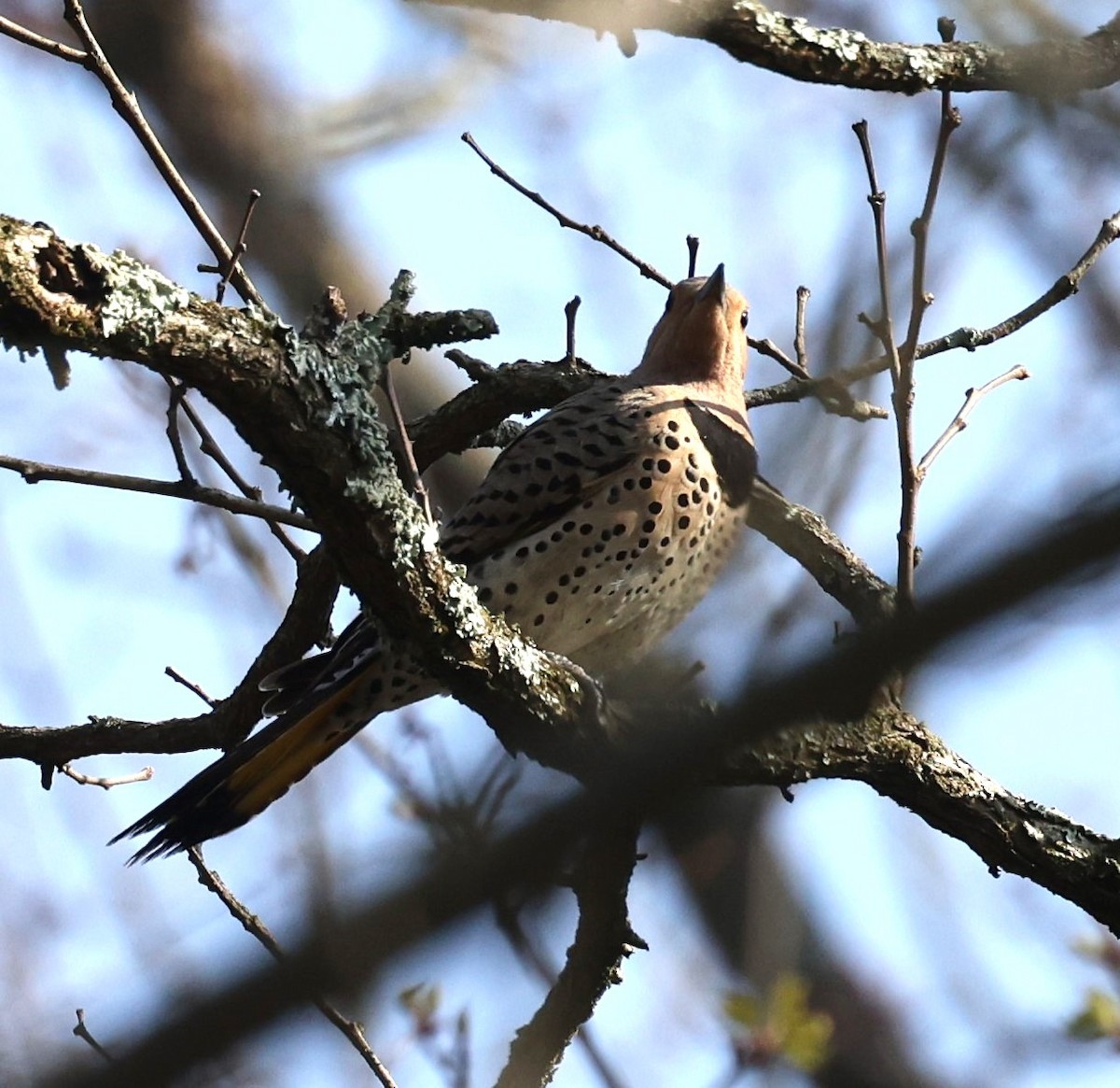 Northern Flicker (Yellow-shafted) - ML618451651