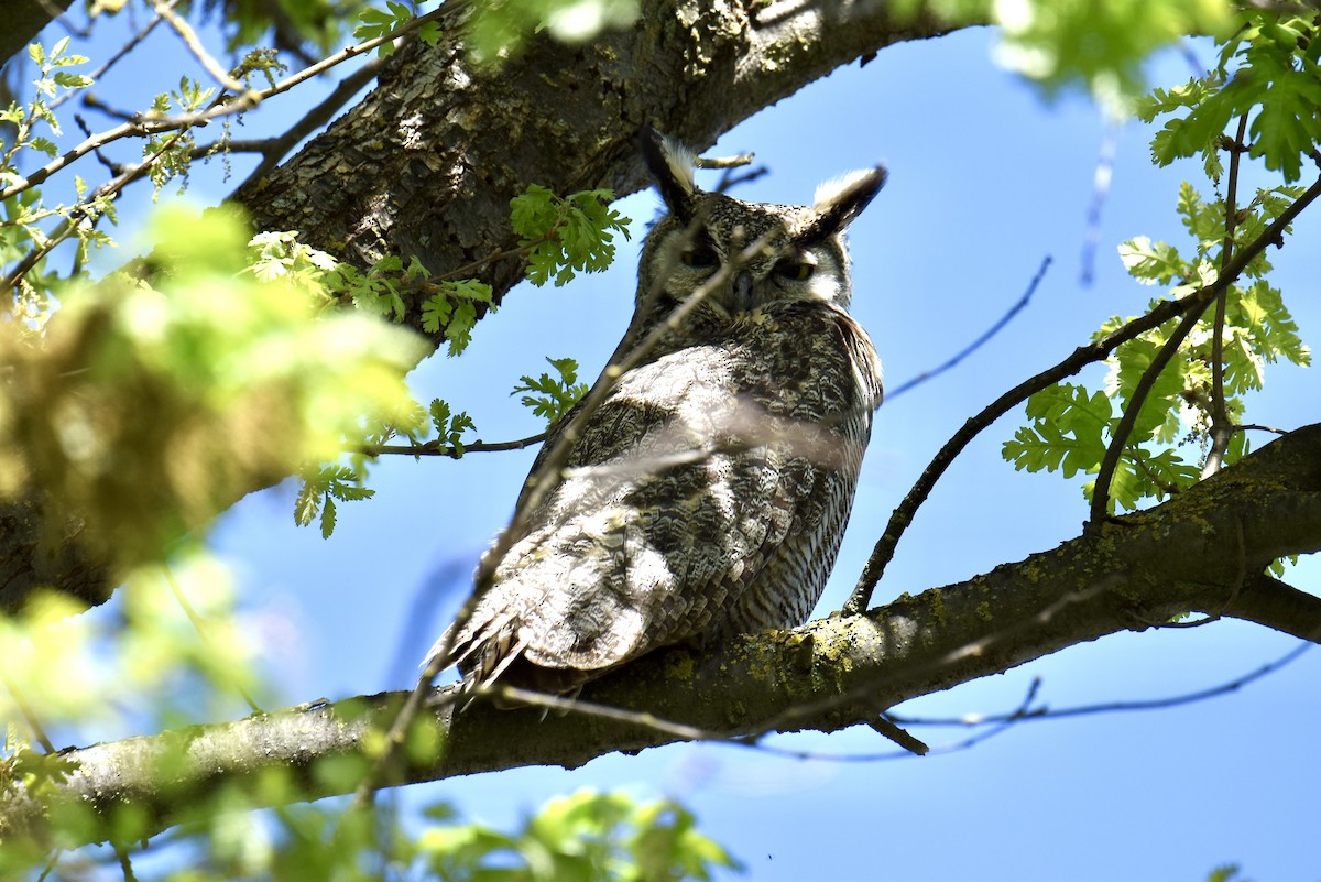 Great Horned Owl - Jason U.