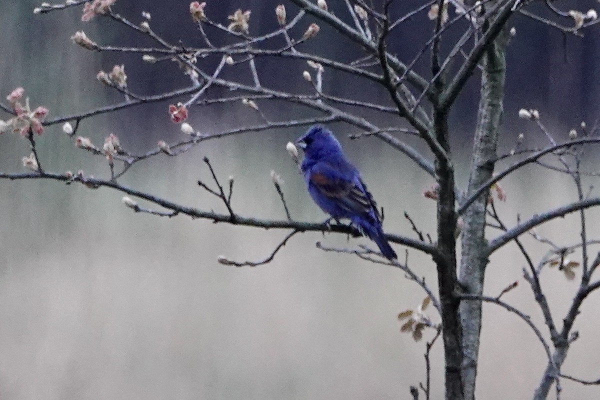 Blue Grosbeak - Russ  And Theresa