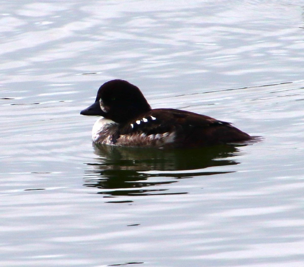 Barrow's Goldeneye - ML618451695