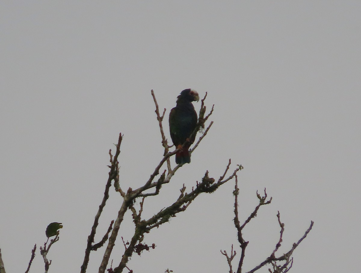 White-crowned Parrot - ML618451713