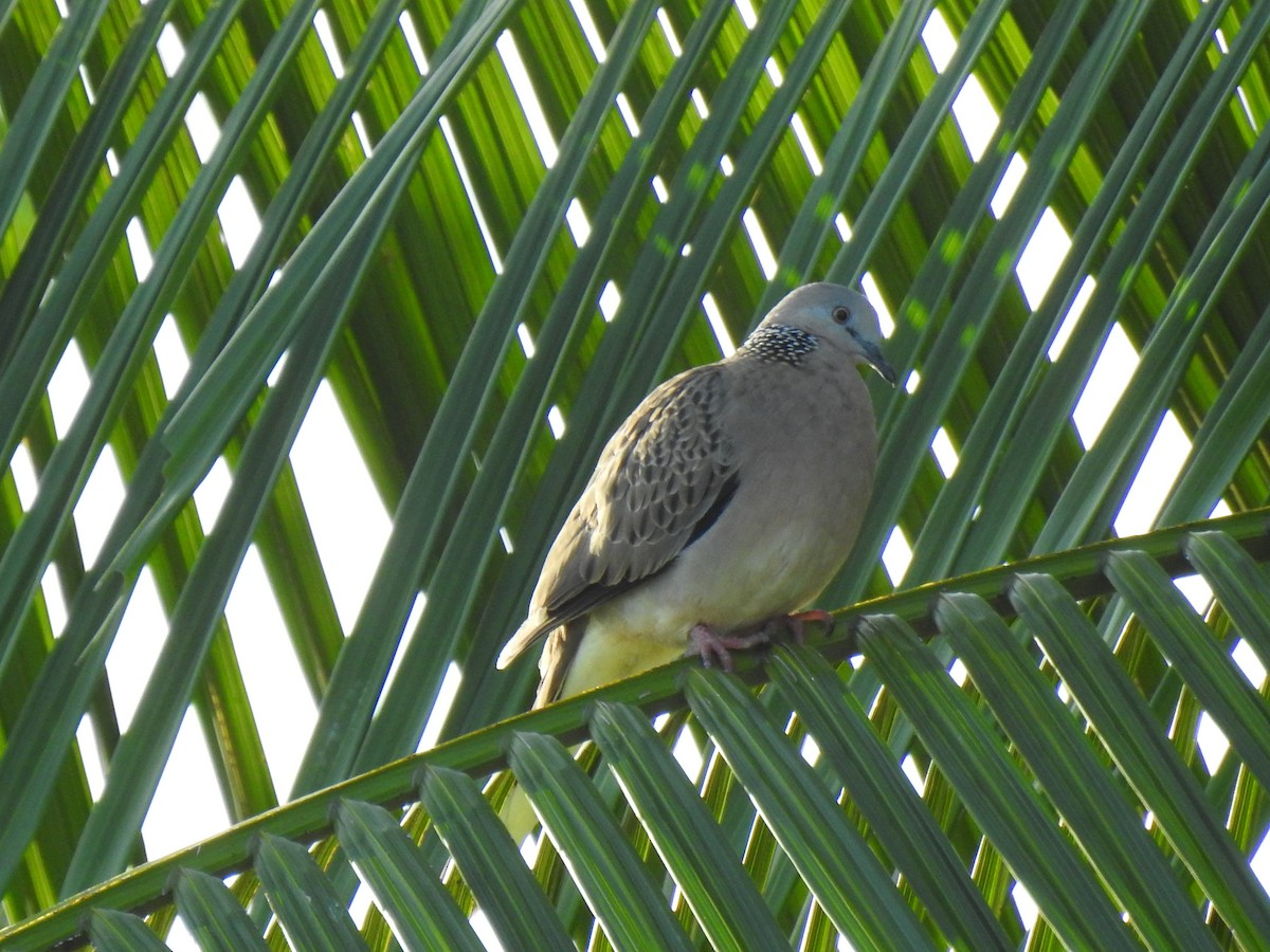 Spotted Dove - Monica Mesch