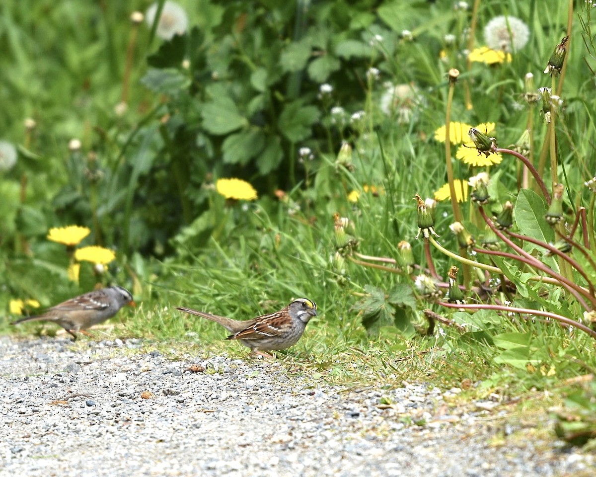 White-throated Sparrow - ML618451736