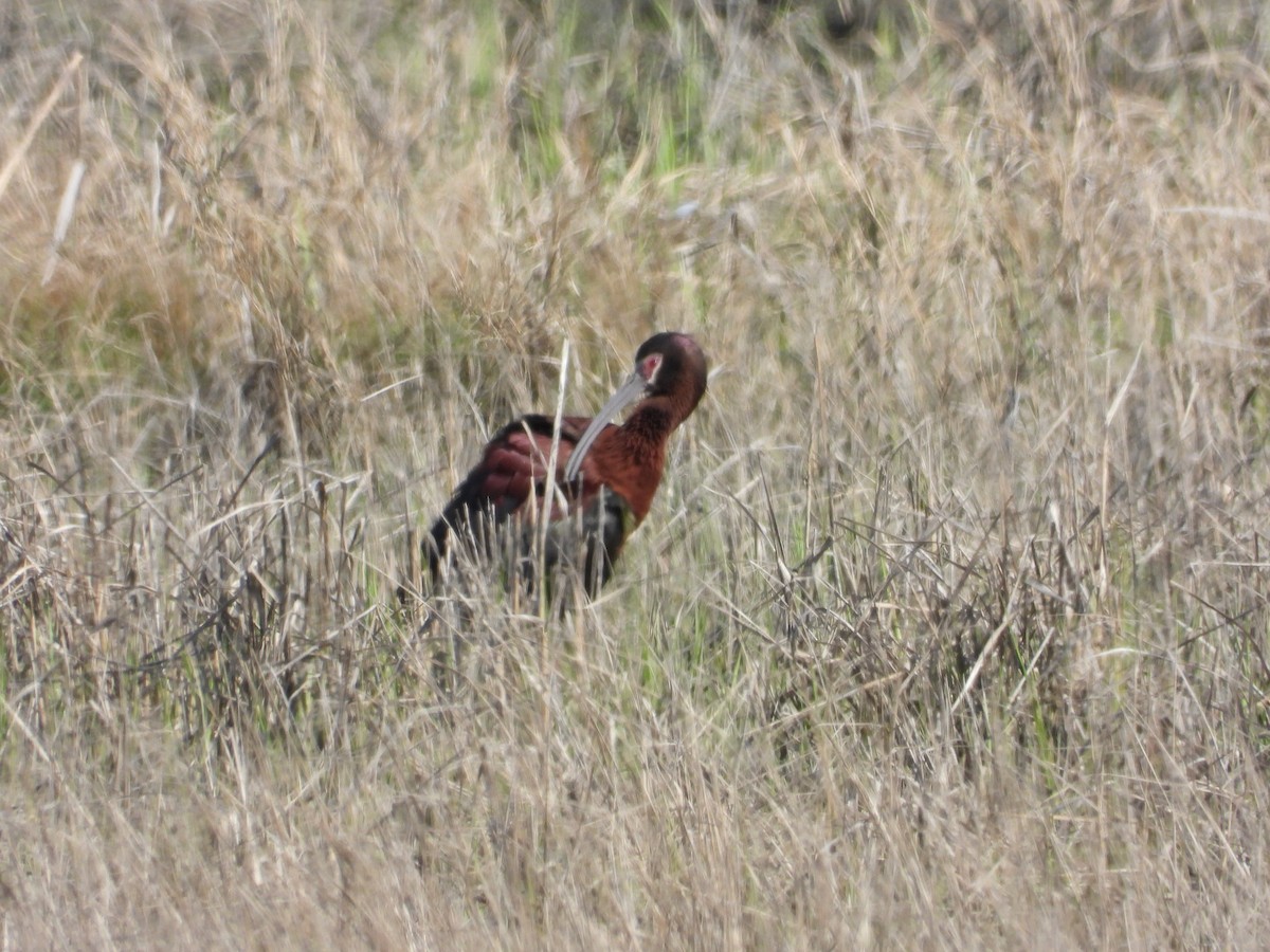 Ibis à face blanche - ML618451747