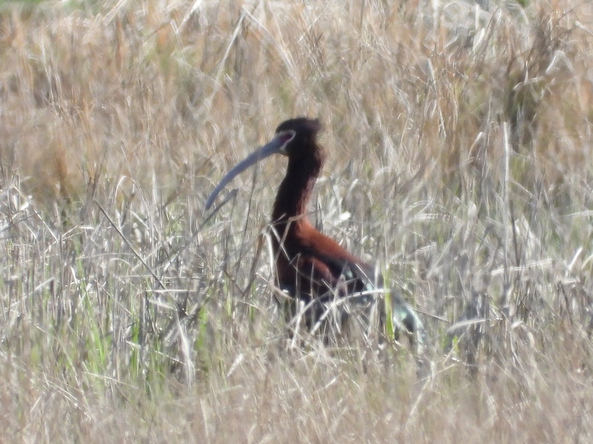 White-faced Ibis - ML618451749