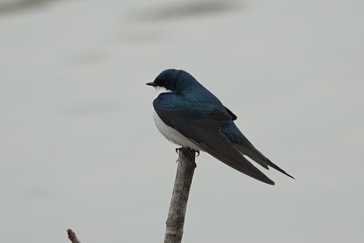 Tree Swallow - gretchen buxton