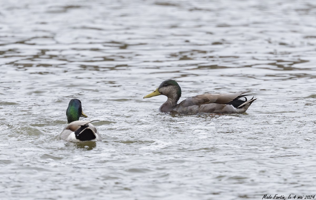 Mallard x American Black Duck (hybrid) - ML618451816