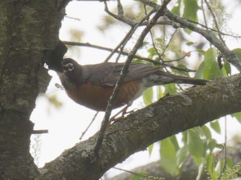 American Robin - ML618451819