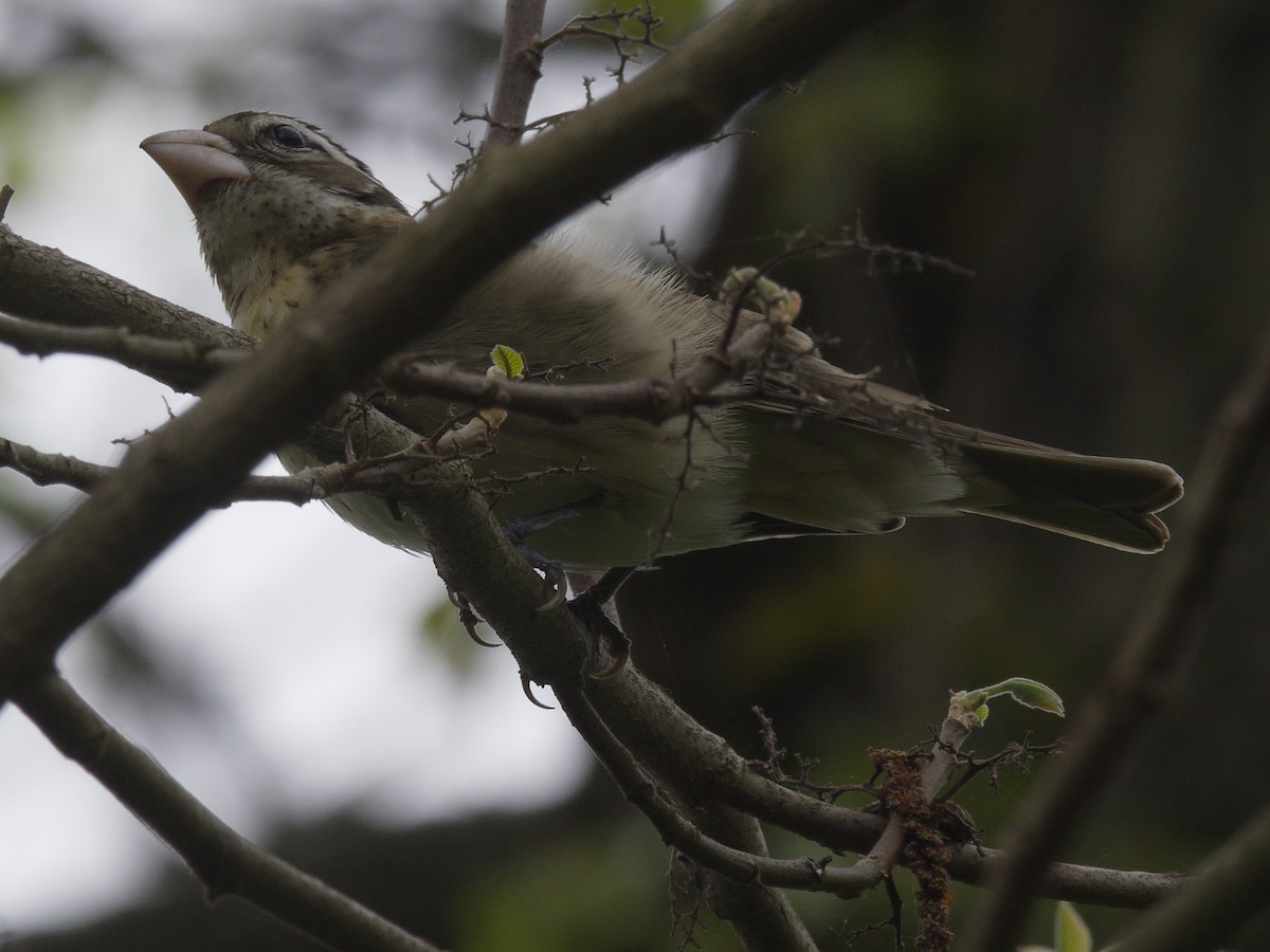 Rose-breasted Grosbeak - ML618451842