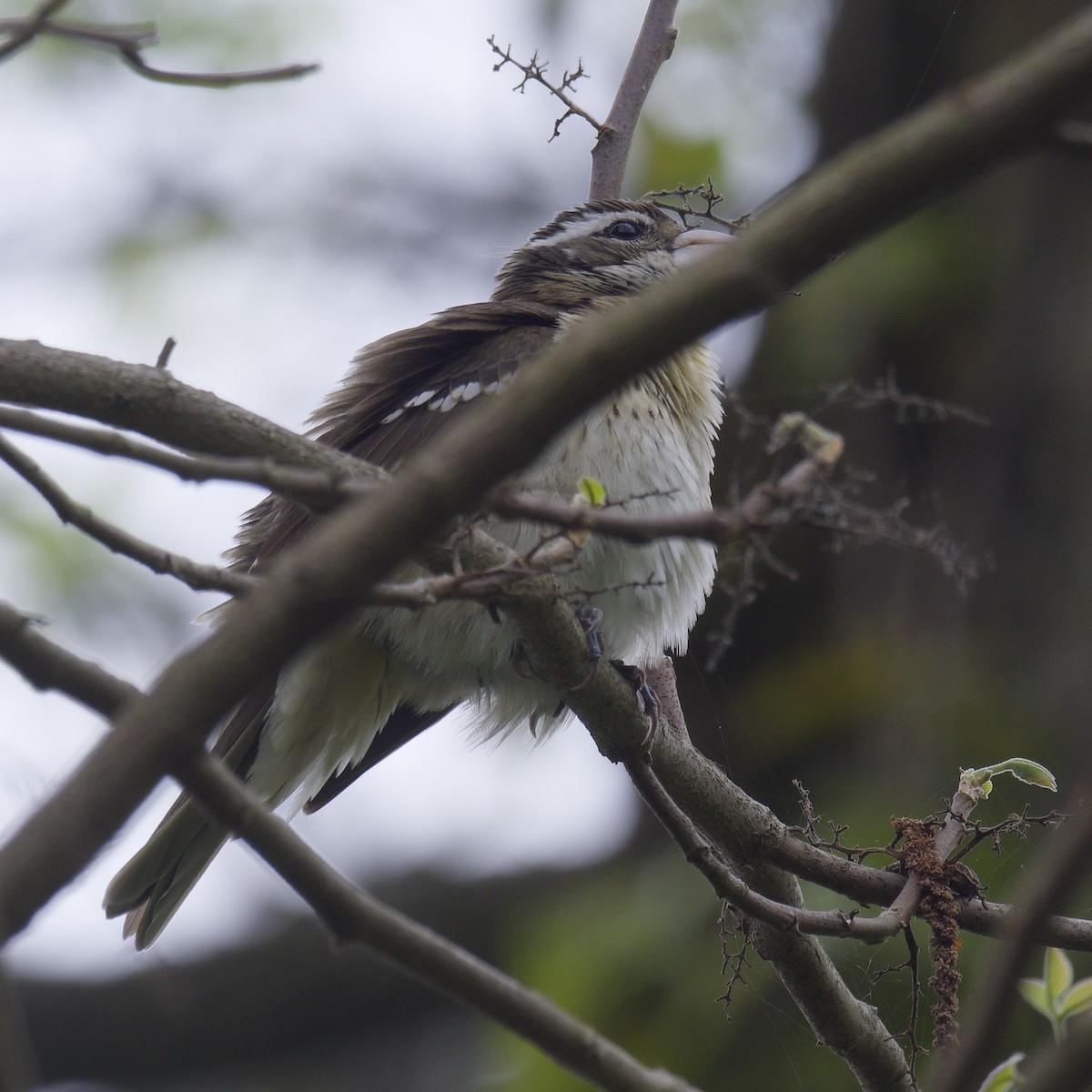 Rose-breasted Grosbeak - ML618451843