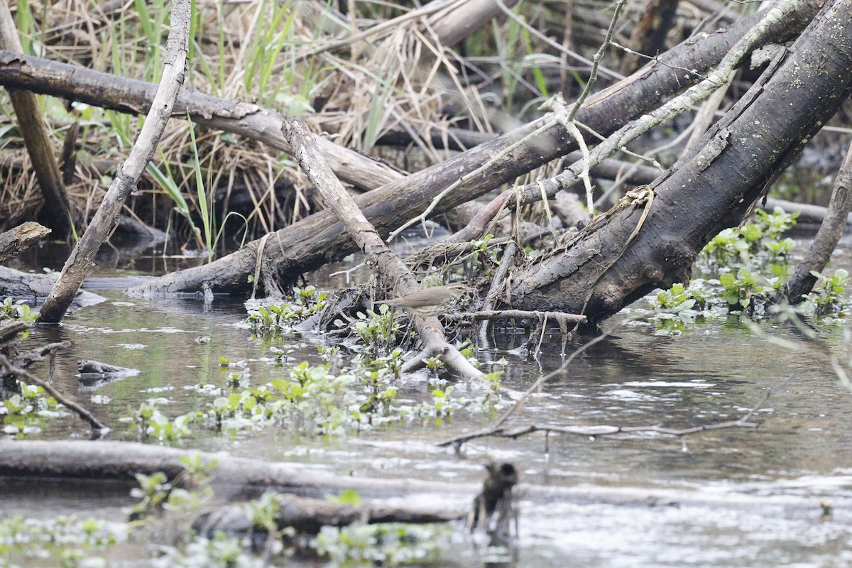 Northern Waterthrush - ML618451857