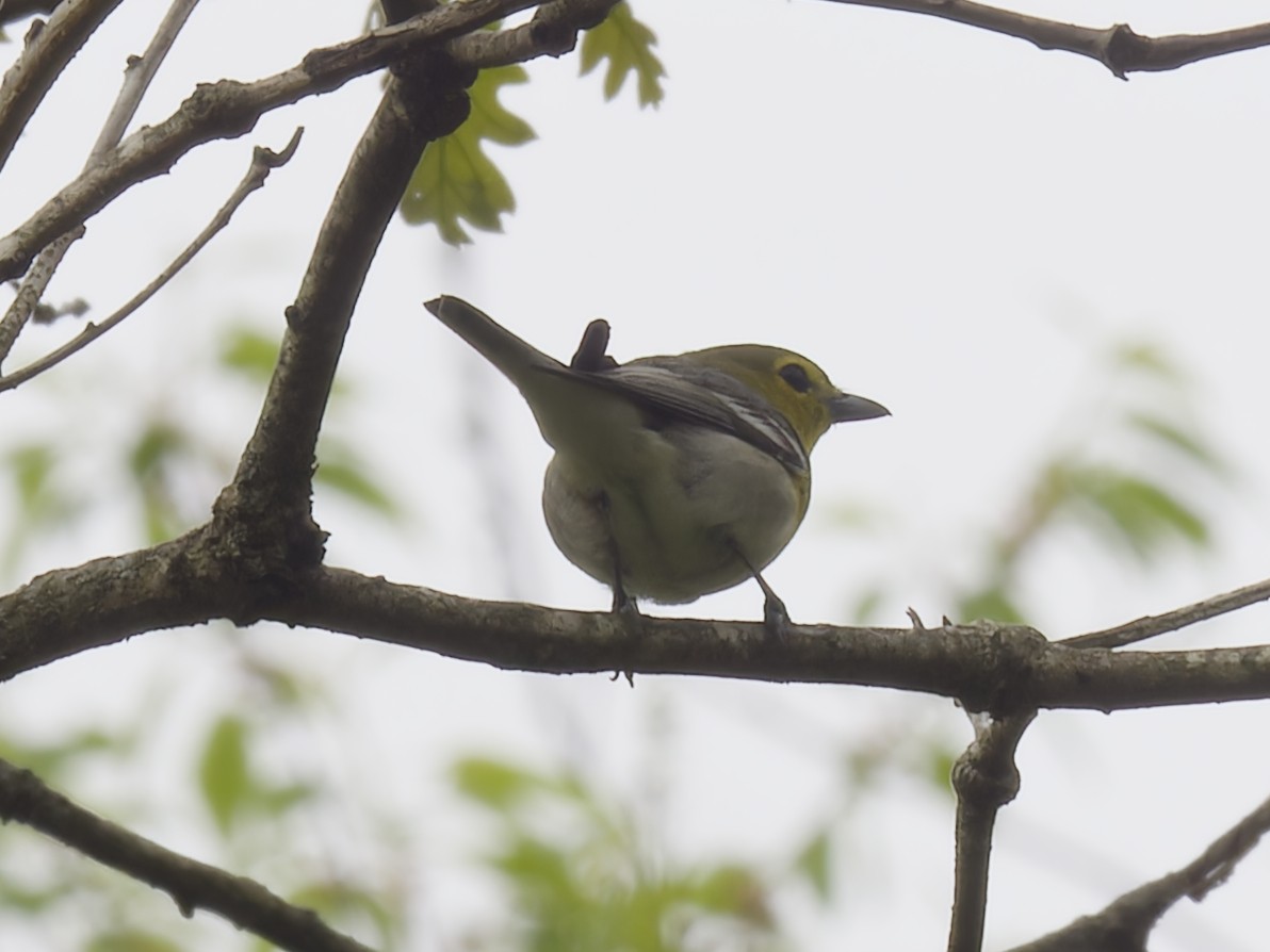 Yellow-throated Vireo - ML618451877