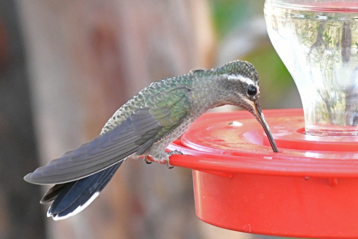 kolibřík blankytohrdlý - ML618451880