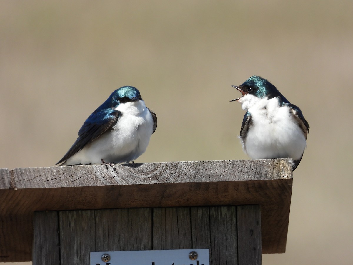 Golondrina Bicolor - ML618451882