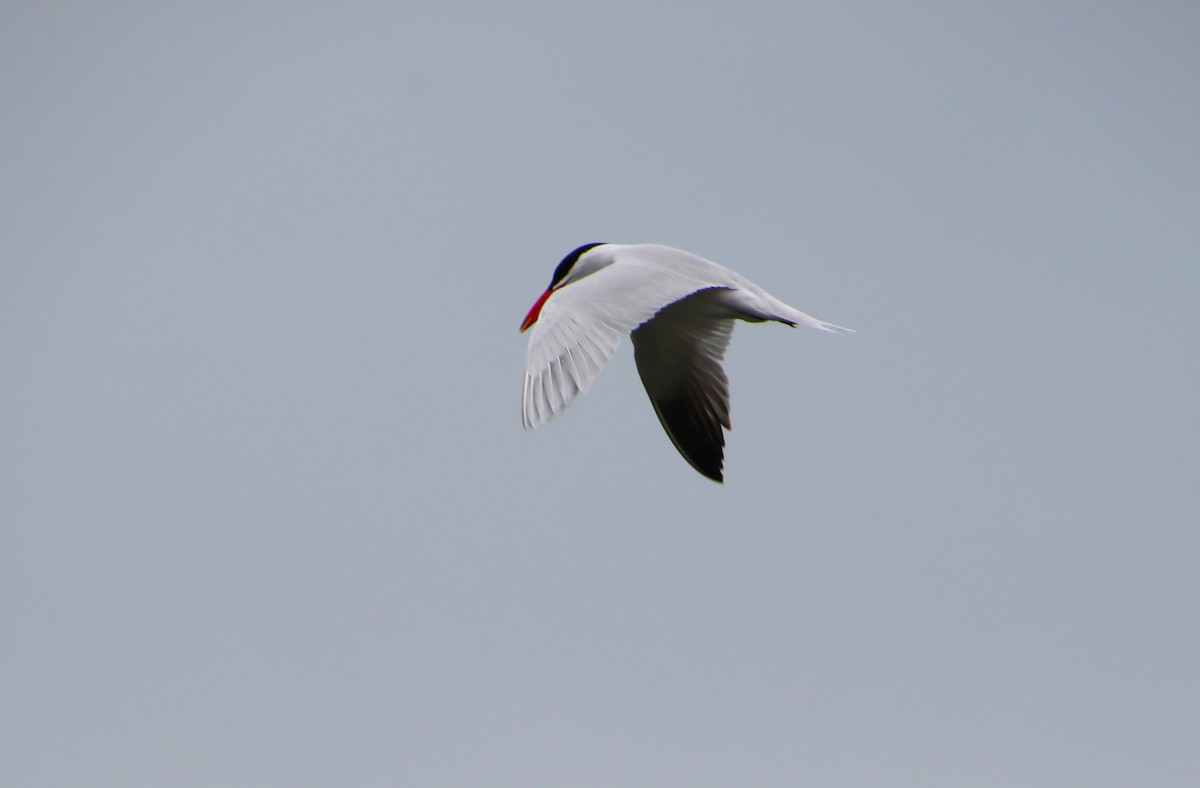 Caspian Tern - Dianne Murray