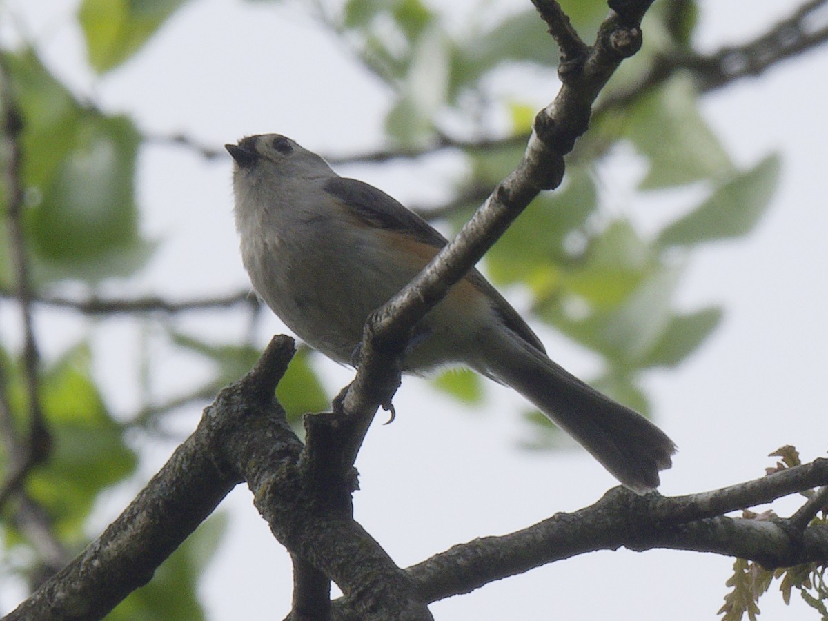 Tufted Titmouse - ML618451905