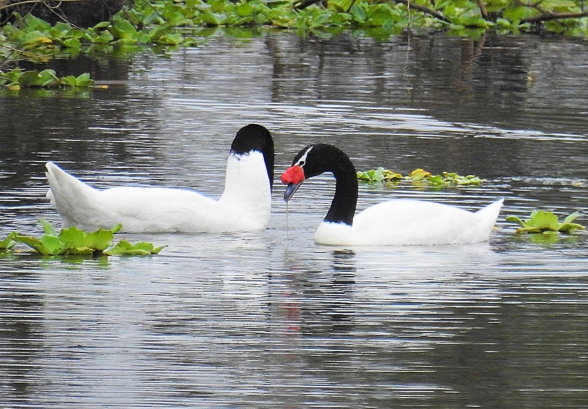 Cygne à cou noir - ML618451945