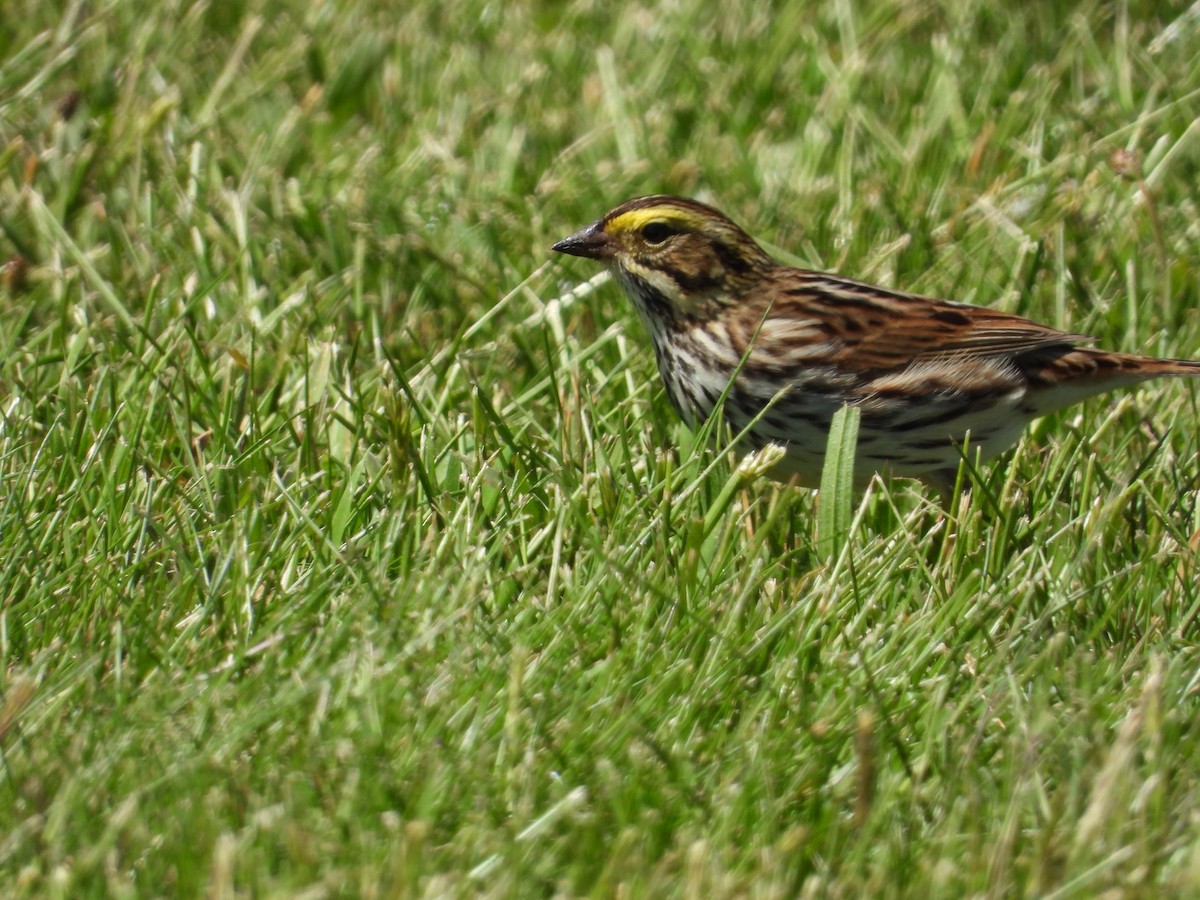 Savannah Sparrow - Christina G