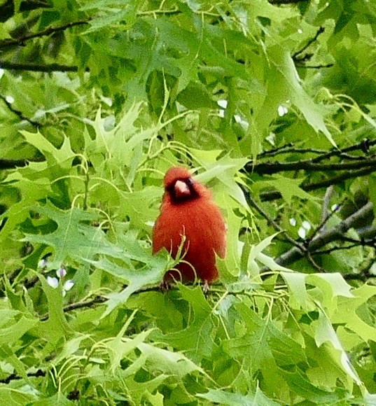 Northern Cardinal - Russell Taylor