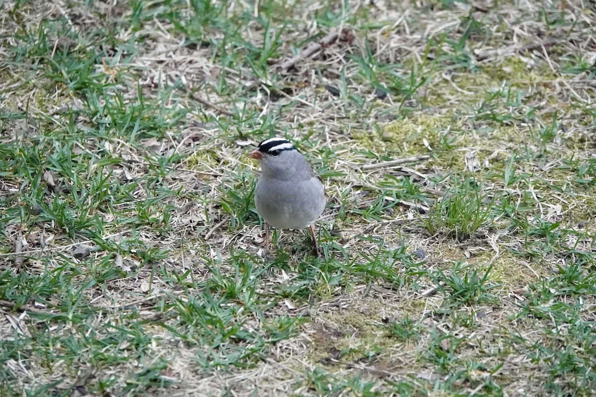 White-crowned Sparrow - André BERNARD