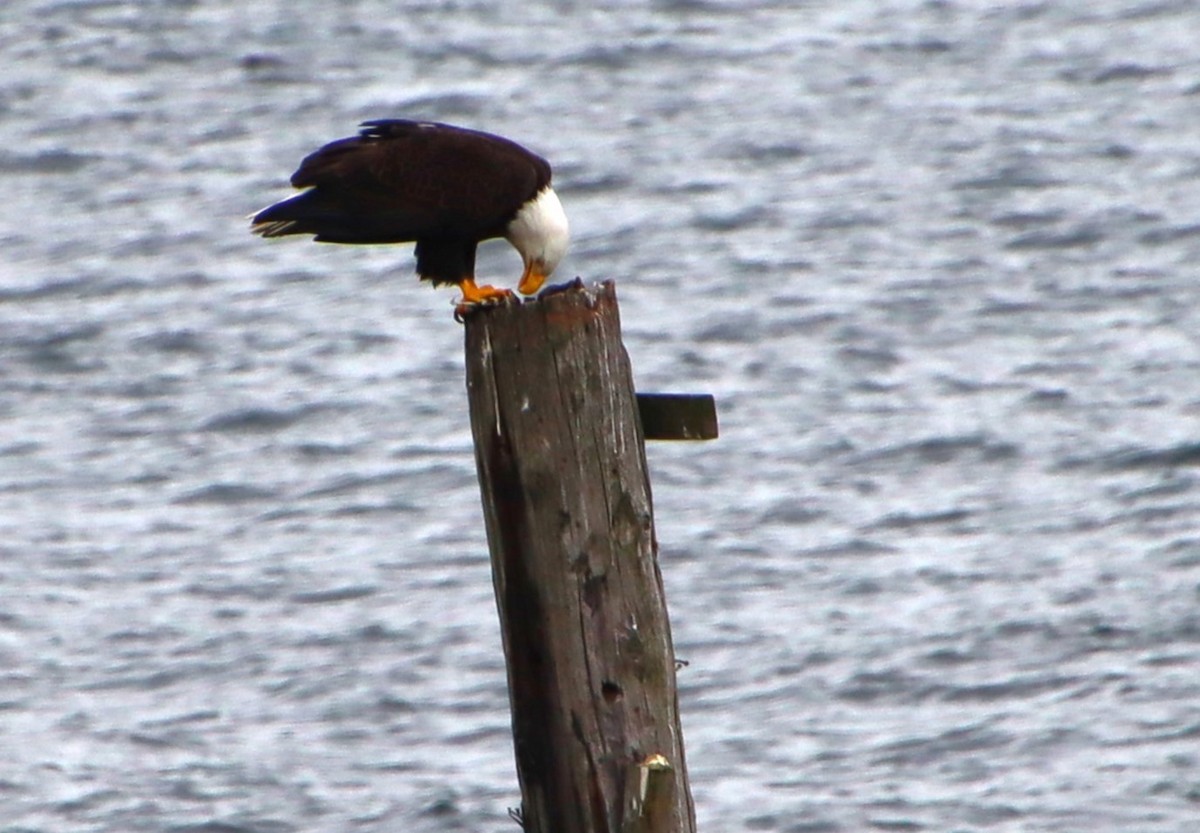 Bald Eagle - Dianne Murray