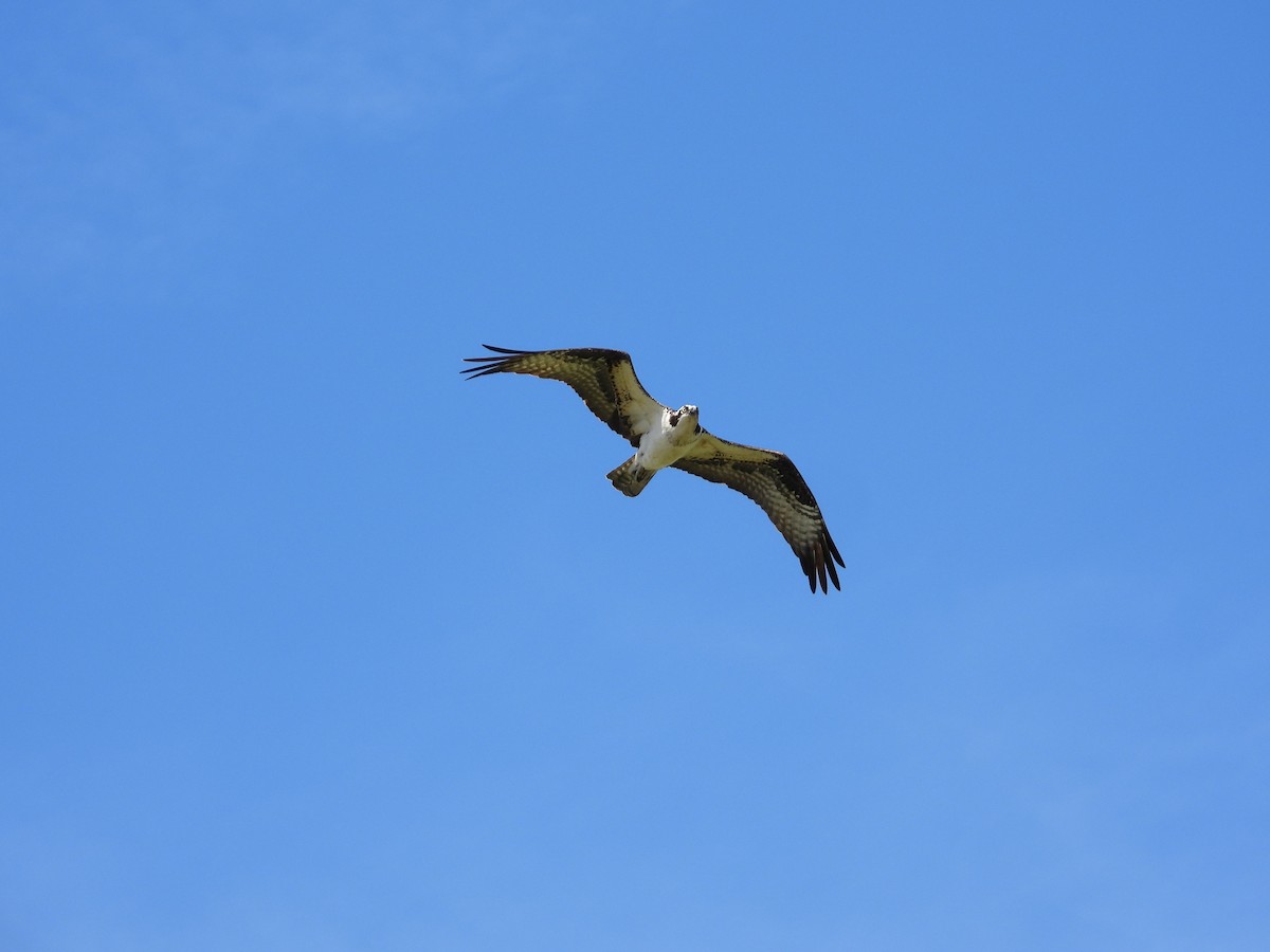 Águila Pescadora - ML618452042