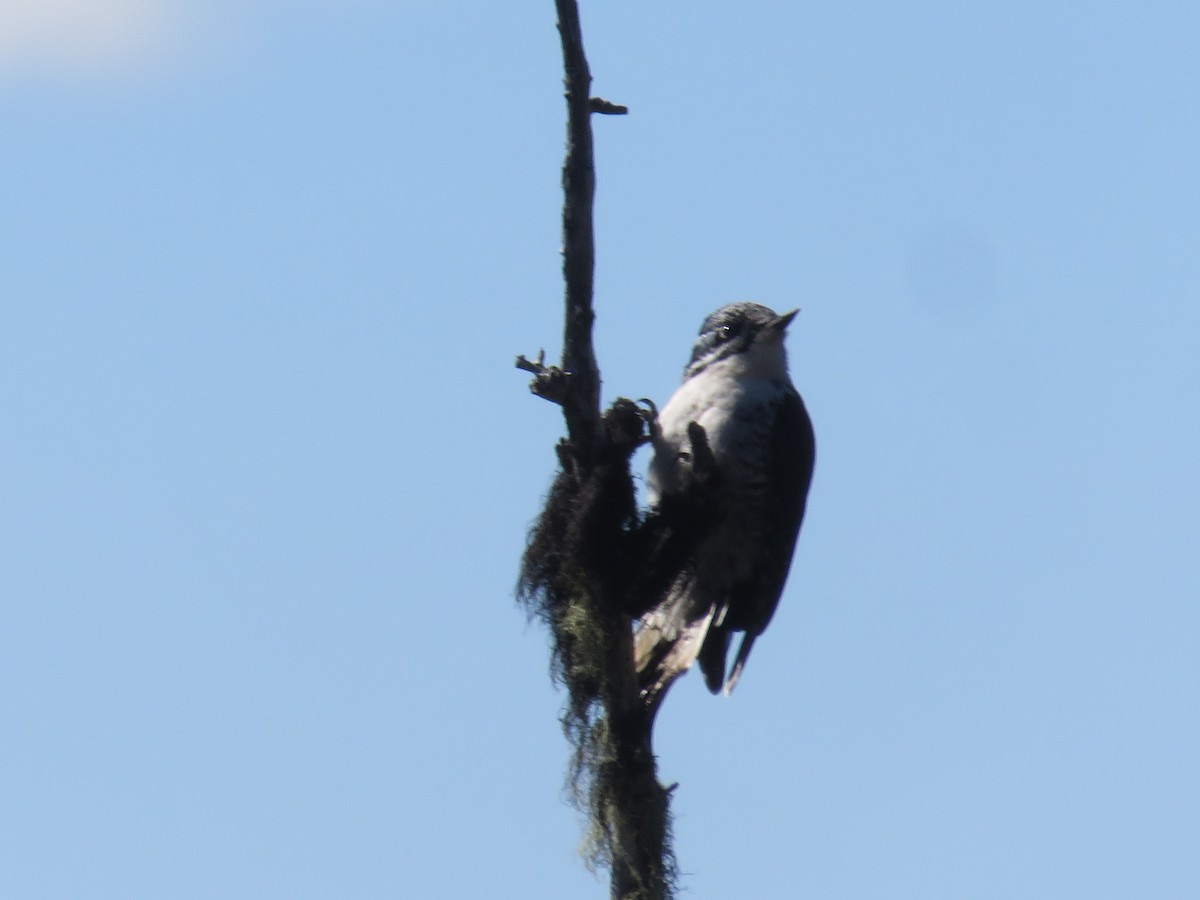 American Three-toed Woodpecker - Michael Barry