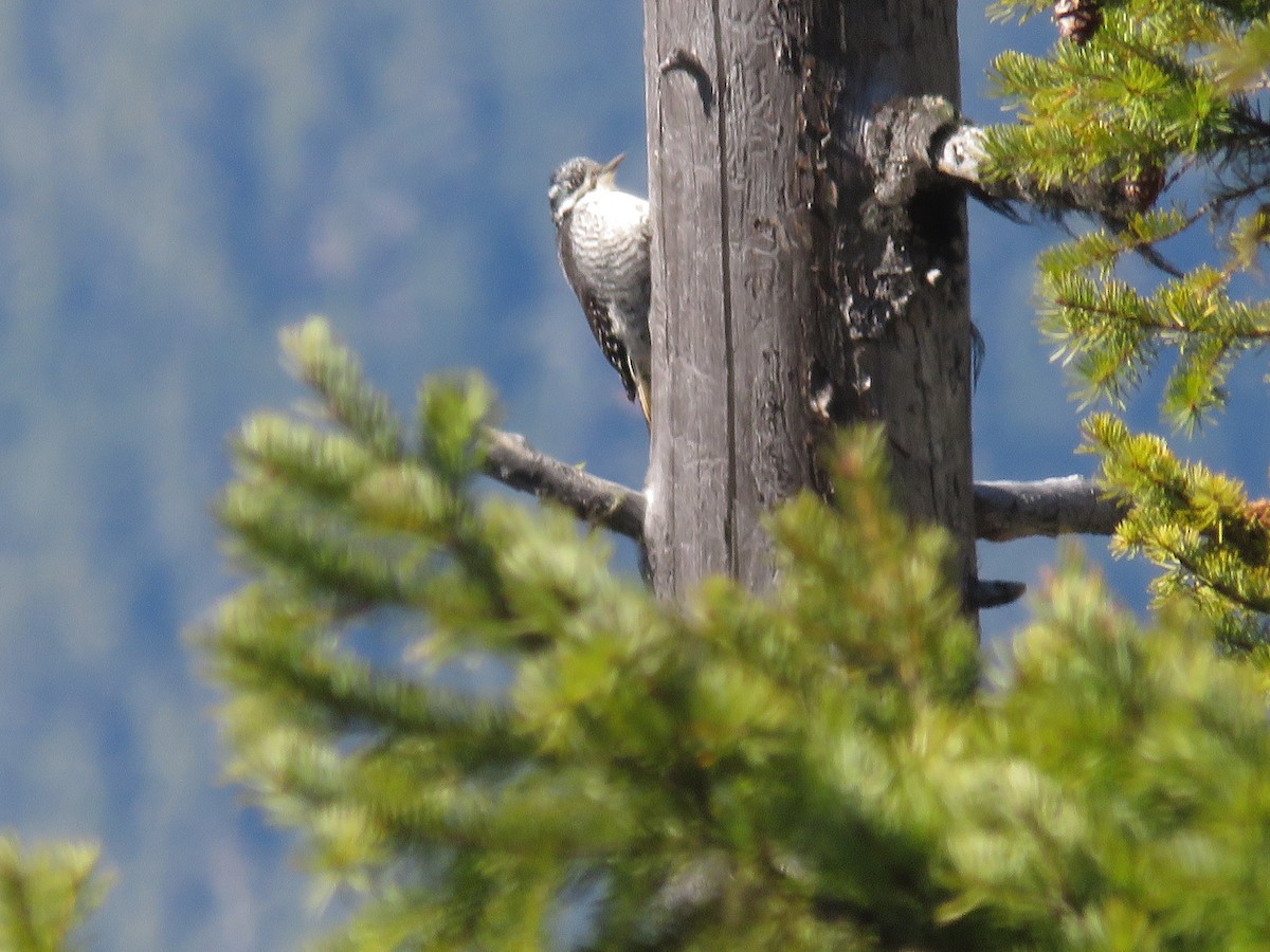 American Three-toed Woodpecker - Michael Barry