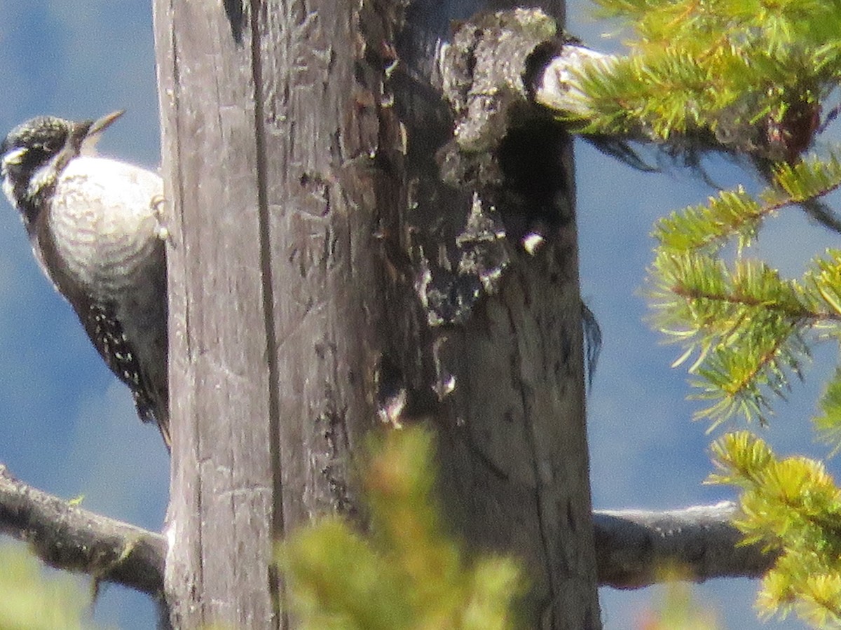 American Three-toed Woodpecker - Michael Barry