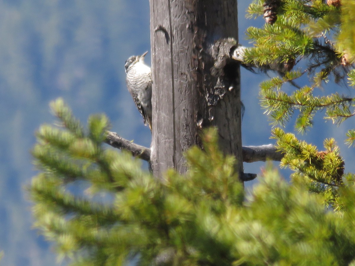 American Three-toed Woodpecker - ML618452078