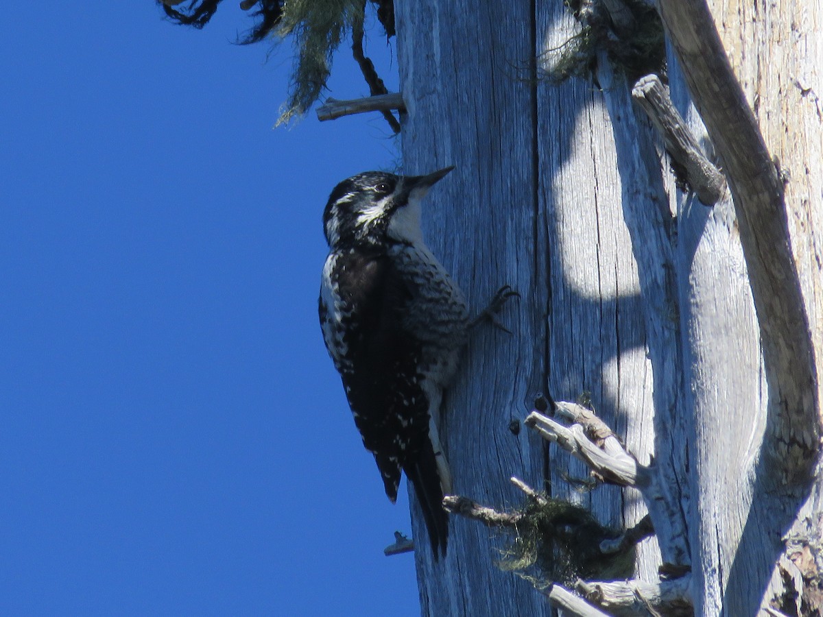 American Three-toed Woodpecker - Michael Barry