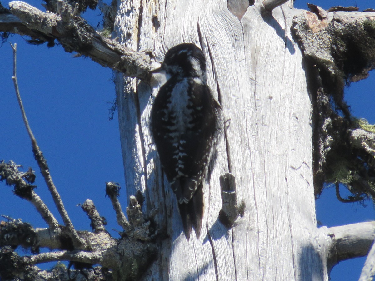 American Three-toed Woodpecker - Michael Barry