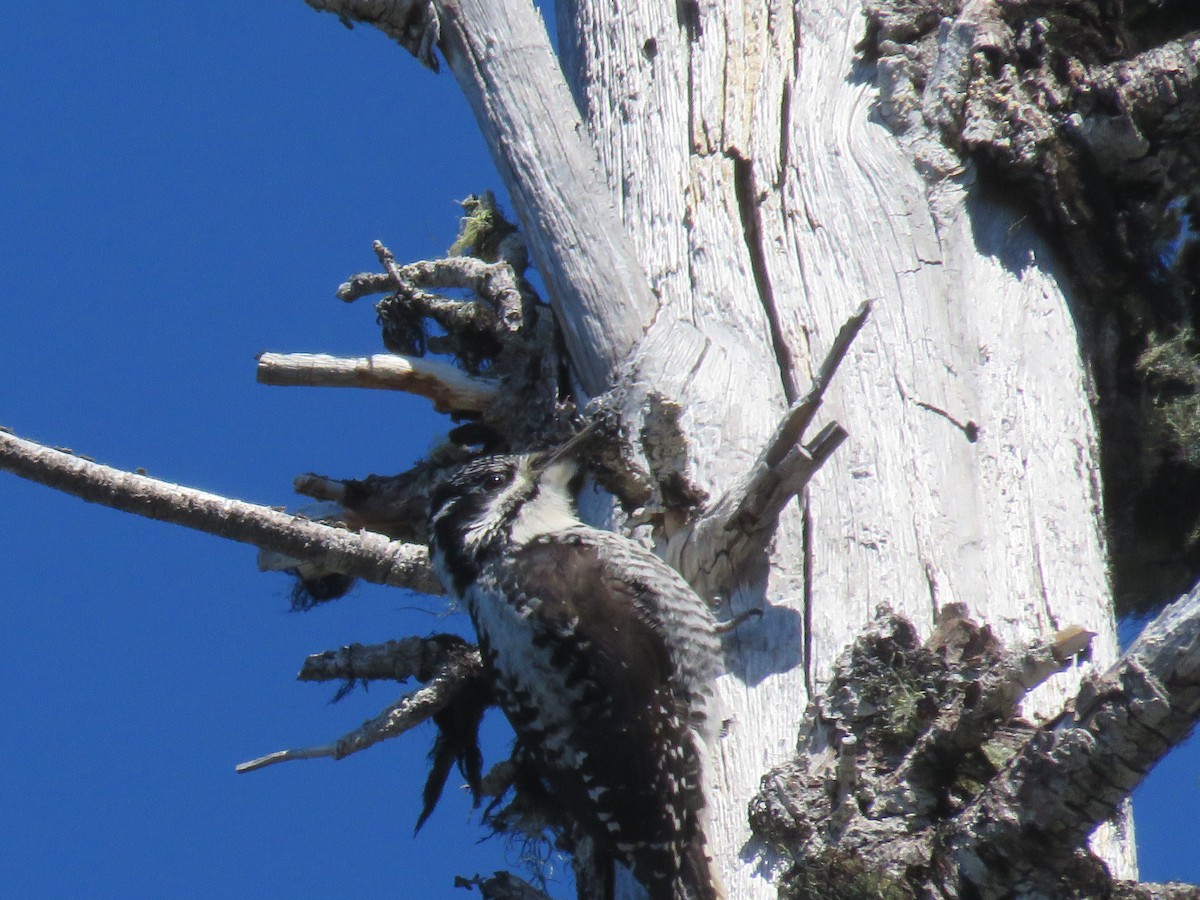 American Three-toed Woodpecker - Michael Barry