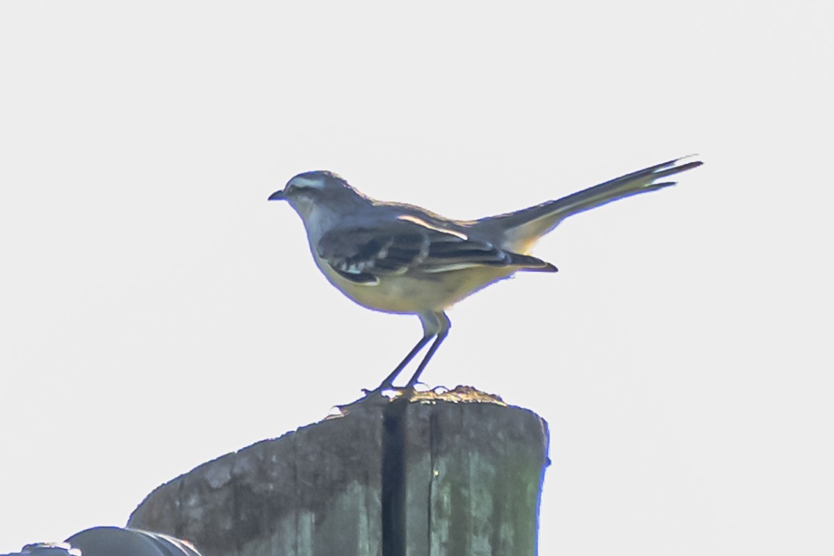 Chalk-browed Mockingbird - Amed Hernández