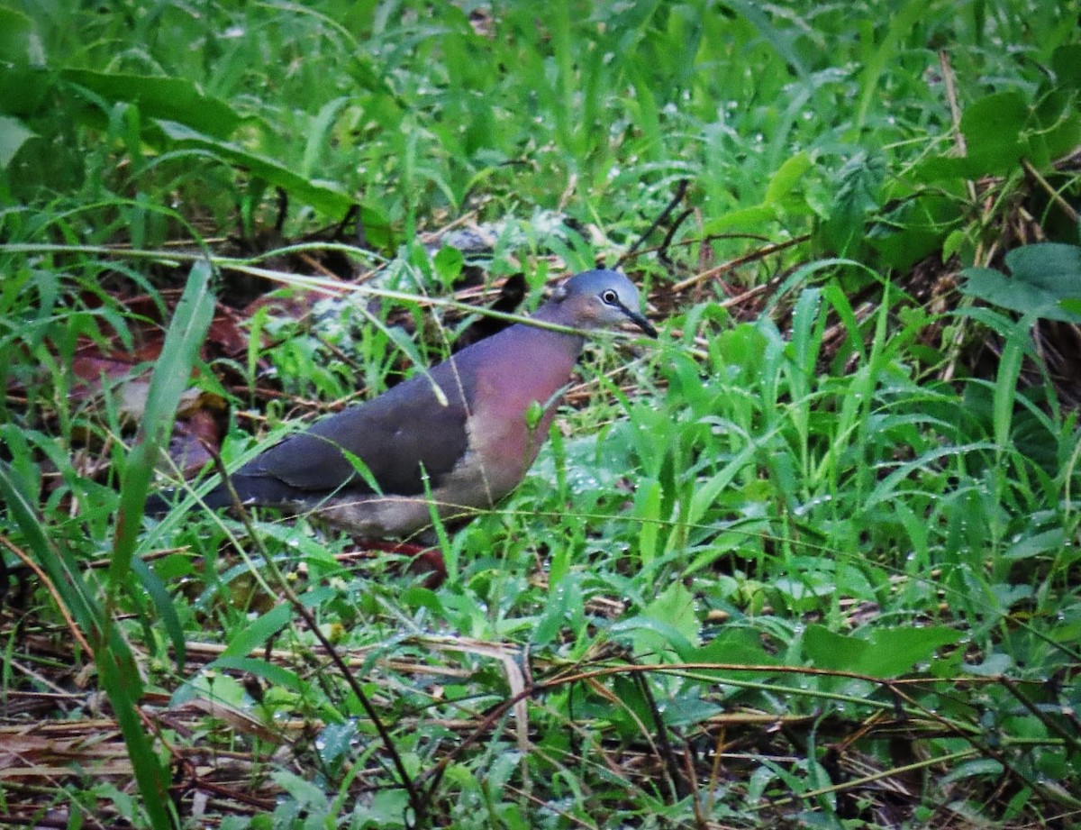 Tolima Dove - ML618452148