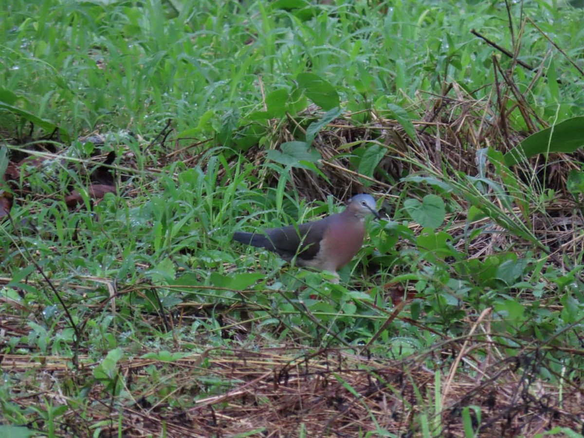 Tolima Dove - ML618452149