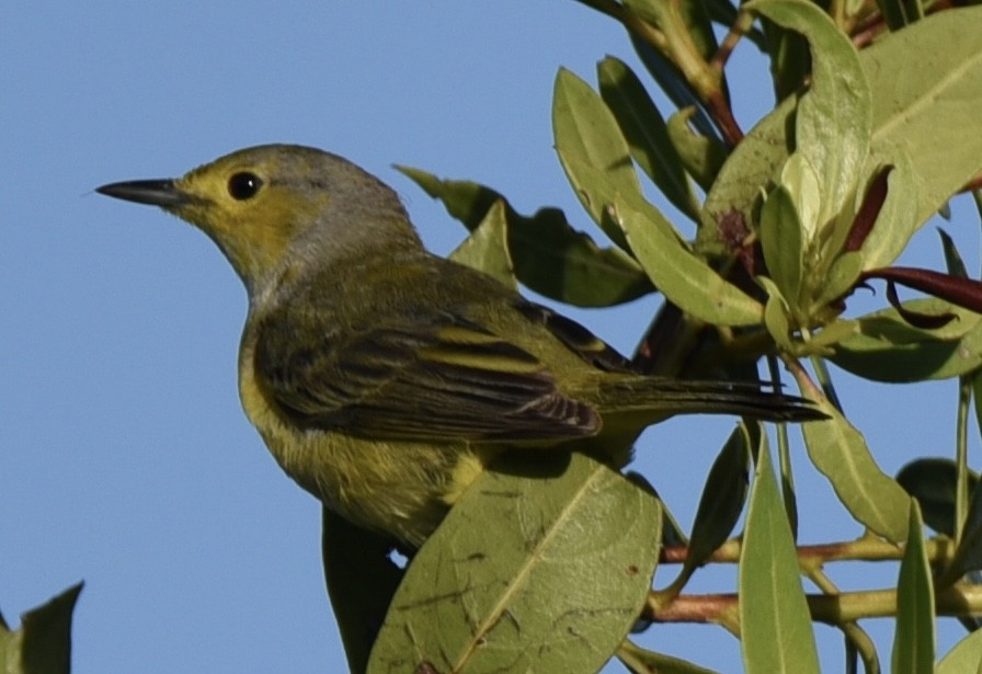 Yellow Warbler (Golden) - Michael Perez