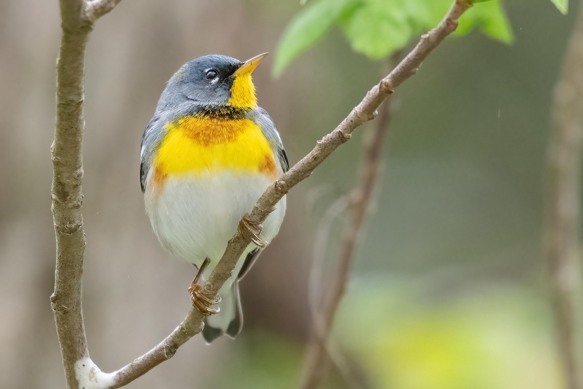 Northern Parula - ML618452169