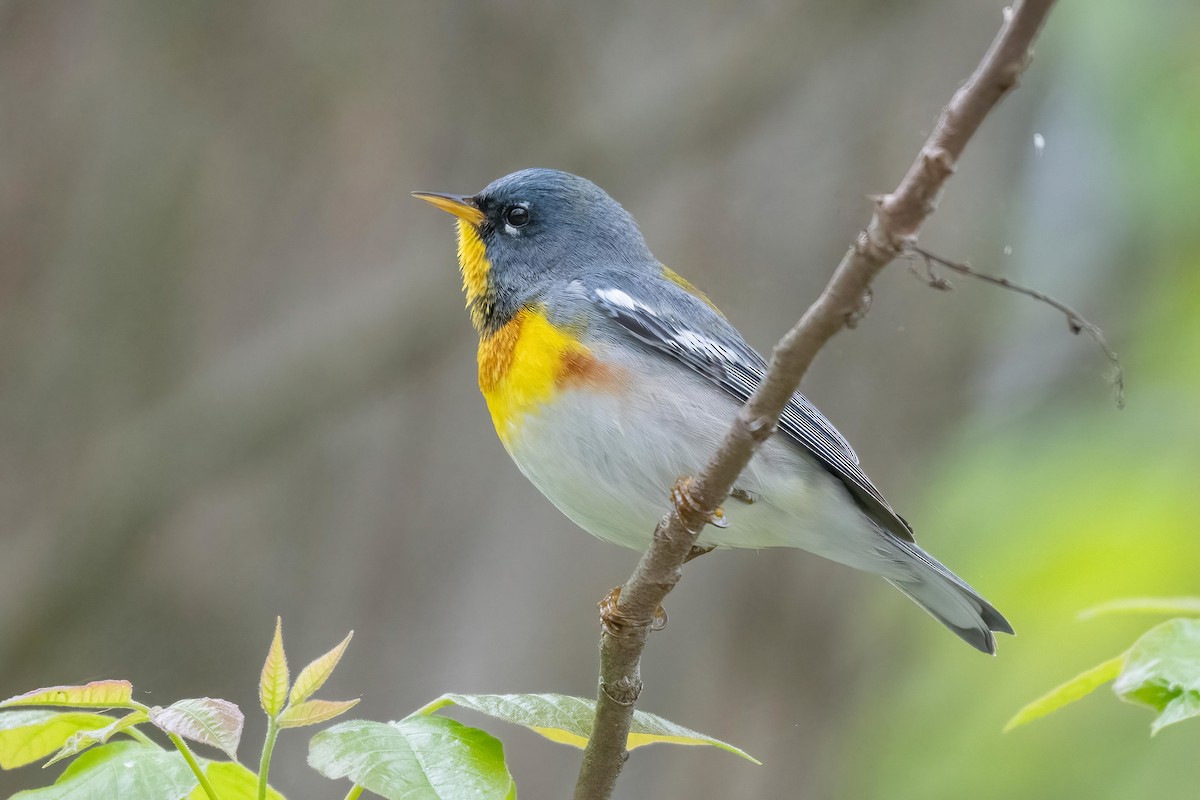 Northern Parula - ML618452170