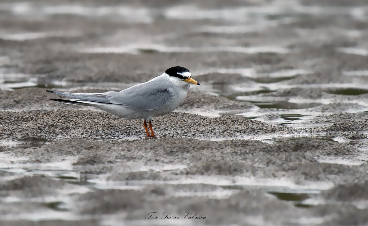 Little Tern - ML618452194