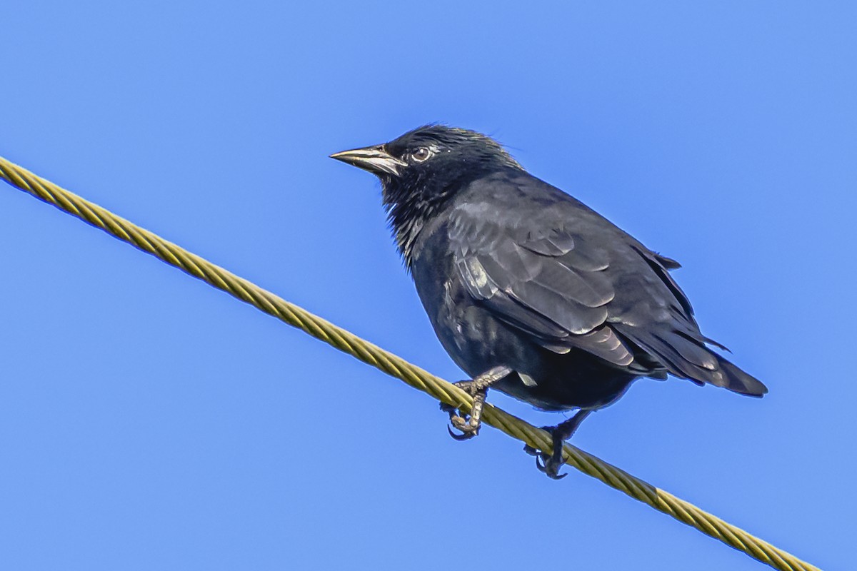 Chopi Blackbird - Amed Hernández