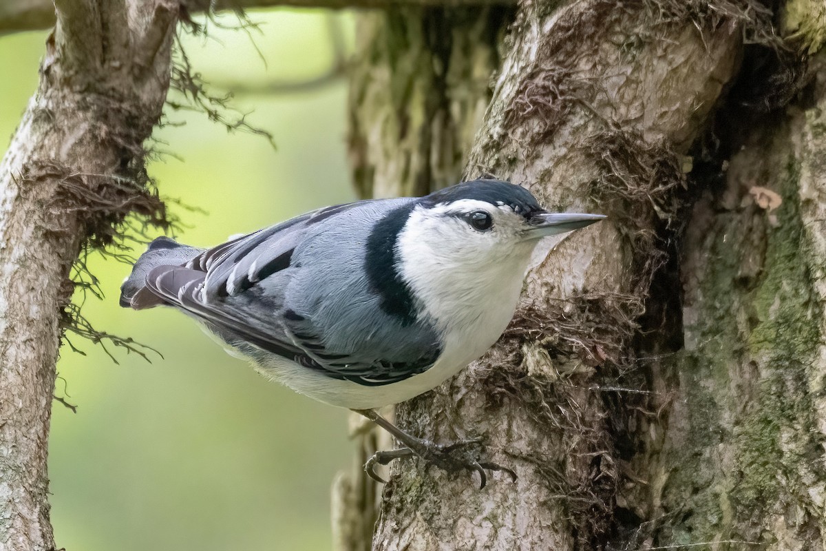 White-breasted Nuthatch - ML618452198